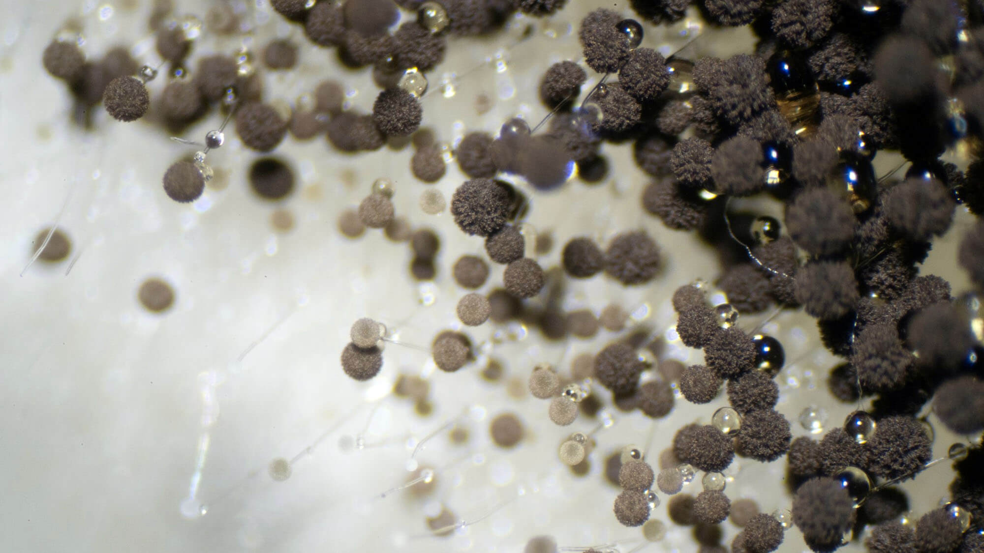 Aspergillus (mold) under the microscopic view for education.